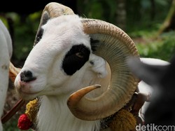 Syarat Kambing atau Domba Akikah Sesuai Syariat Islam