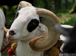 Syarat Kambing atau Domba Akikah Sesuai Syariat Islam Syarat Kambing atau Domba Akikah Sesuai Syariat Islam