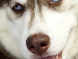 Tragis! Pria AS Tewas Tertembak Seekor Anjing