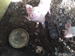 Flu Babi Tewaskan 56 Orang di Taiwan di Tengah Ancaman Wabah Virus Corona