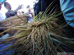 Pakar Nilai Investasi Pangan Swasta Beri Dampak Positif untuk Petani