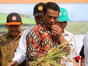 Banyak Bibit Sawit Palsu Beredar, Mentan: Yang Jual Masuk Neraka