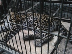 Jangan Bunuh Macan Tutul yang Turun Gunung, Begini Sebaiknya yang Dilakukan