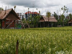 Pada Akhirnya Kita Akan Kembali ke Desa