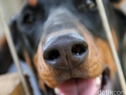 Anjing Canon Diduga Mati Gegara Stres Saat Dipindah dari Pulau Banyak Aceh