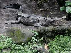 Buaya 3 Meter Muncul di Pinggir Kanal Makassar, Kerap Kabur Saat Akan Ditangkap