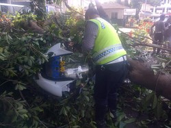 3 Moge Patwal Menteri Tertimpa Pohon Tumbang di Bogor