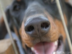 Pemda Bima Akan Eliminasi Anjing Liar Pakai Racun