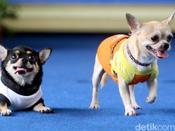 Kecil-kecil Kok Galak, Mengapa Anjing Mungil Cenderung Agresif?