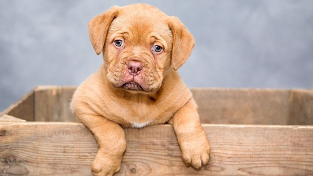 Ilustrasi Adopsi Anjing