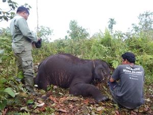 Gajah Liar di Riau Kembali Ditemukan Mati Tak Wajar