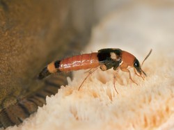 Curhat Atlet RI di Ajang SEA Games 2023: Disengat Tomcat