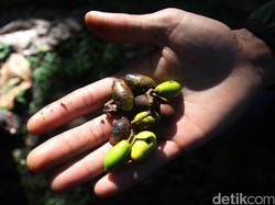 MK Putuskan Warga Kawasan Hutan yang Mengambil Hasil Alam Tak Bisa Dibui