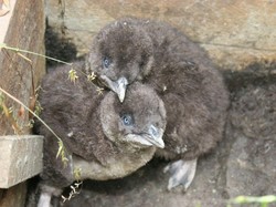 Kembalikan Habitat Penguin, Victoria Beli 175 Rumah Warga Selama 25 Tahun