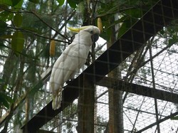 Kemenhut: Gerakan #SaveSiJambulKuning Tetap Berlanjut
