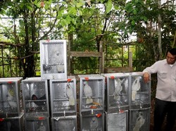 Belasan Burung Kakatua Jambul Kuning Tak Dilepasliarkan karena Sakit