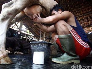Duh! Impor Susu RI Tembus 81%, Ternyata Ini Biang Keroknya Duh! Impor Susu RI Tembus 81%, Ternyata Ini Biang Keroknya