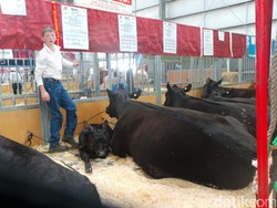 Mengelola Produk Unggul Turunan Susu dan Sapi Angus ala Victoria Australia