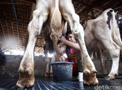 Gus Ipul: Kekurangan Produksi Susu di Jatim Peluang Bagi Investor