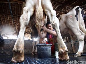 Gus Ipul: Kekurangan Produksi Susu di Jatim Peluang Bagi Investor Gus Ipul: Kekurangan Produksi Susu di Jatim Peluang Bagi Investor