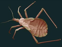 Mengenal Penyakit Chagas yang Diam-diam Mematikan