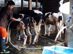 Industri Tak Wajib Serap Susu Lokal, Nasib Peternak?