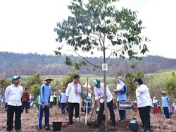 Resmikan Taman Hutan Terluas, Jokowi: Paru-paru Dunia Kembali Berjaya