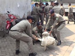 Satpol PP Berjibaku Tangkap Puluhan Kambing Berkeliaran