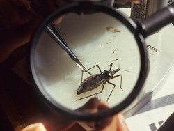 Kissing Bug, Benarkah Dapat Menularkan Penyakit Mematikan?