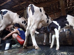 Konsumsi Susu RI Lebih Rendah Dibanding 4 Negara ASEAN Ini