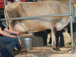 Royal Melbourne Show, Cara Victoria Hargai Kerja Keras Petani-Peternak