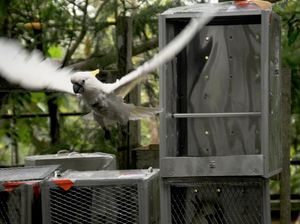 Kakaktua hingga Jalak Putih Terancam Punah