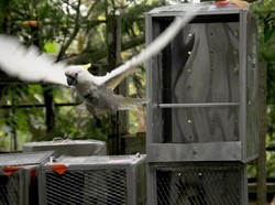 Sambutan Meriah Hutan Papua untuk Kakatua Jambul Kuning Kota