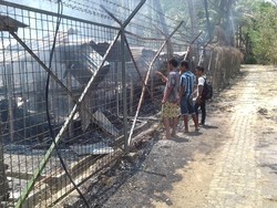 Kabur dari RS, 2 Tersangka Pengerusakan Tambang Emas Banyuwangi Ditangkap