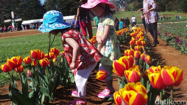 Melbourne - Tulip Festival