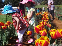 Menelisik Sejarah Bunga Tulip yang Cantik di Festival Tulip Victoria
