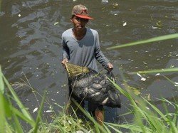 Cerita Warga Dapat Ikan Mabuk 25 Kg Hingga 50 Kg