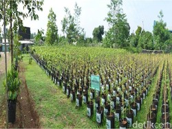 Ayo Ambil 1,5 Juta Pohon dan 20 Ribu Pohon Langka di Sentul, Gratis