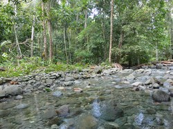 Serunya Masuk ke Tengah Hutan, Menanti Sosok Kakatua Jambul Kuning