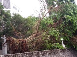 Pohon Bertumbangan di Bantul, Sejumlah Rumah Rusak dan Satu Orang Terluka
