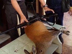 Senpi Pemburu Kijang Diduga Milik Anggota Perbakin