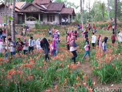 Cerita Sukadi yang Sempat Ditertawakan saat Buat Gunungan Amarilis
