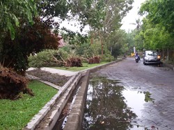 Hujan Disertai Angin Landa Yogya, Puluhan Pohon di Kampus UMY Tumbang