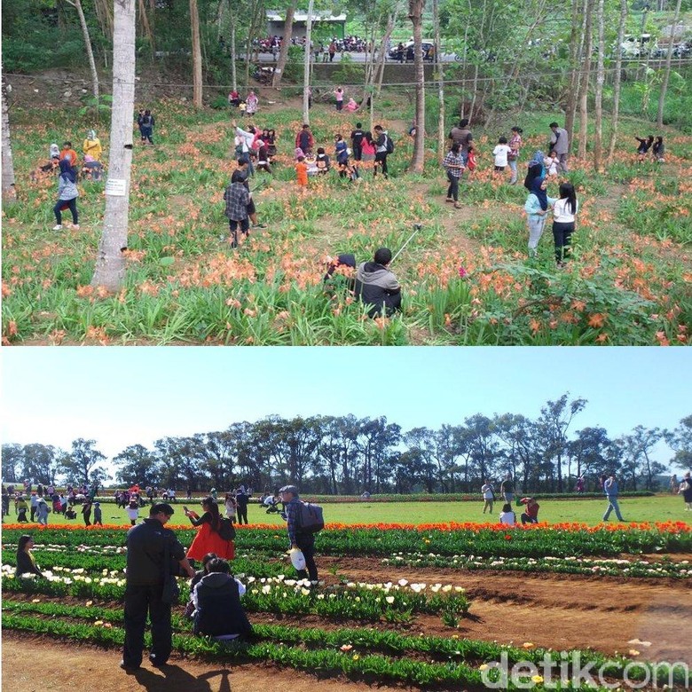 Antara Kebun Amarilis di Yogya dan Kebun Tulip di Victoria 