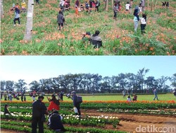 Antara Kebun Amarilis di Yogya dan Kebun Tulip di Victoria Australia