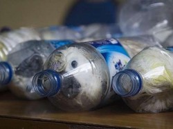 Semua Berawal dari Tatapan Pilu Kakatua Jambul Kuning di Dalam Botol Mineral