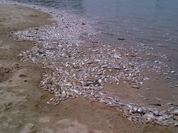 Pengelola Ancol: Ikan Mati Terdampar di Pantai Karena Cuaca Ekstrem