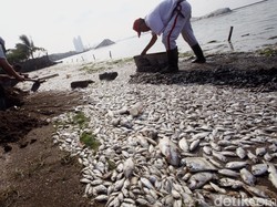 Ini Cara Membedakan Ikan yang Mati Karena Racun dengan yang Masih Segar