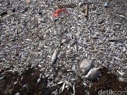 Mengerikan! Ini Penampakan Pencemaran Sungai di Jakarta