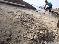 Kepala BPLHD Ambil Sampel Air yang Sebabkan Jutaan Ikan Mati di Ancol